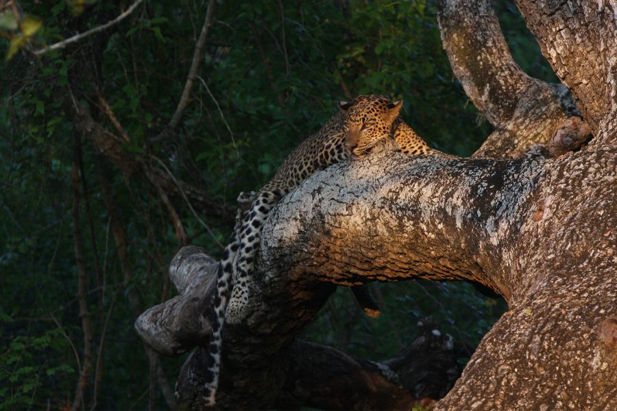 Yala National Park
