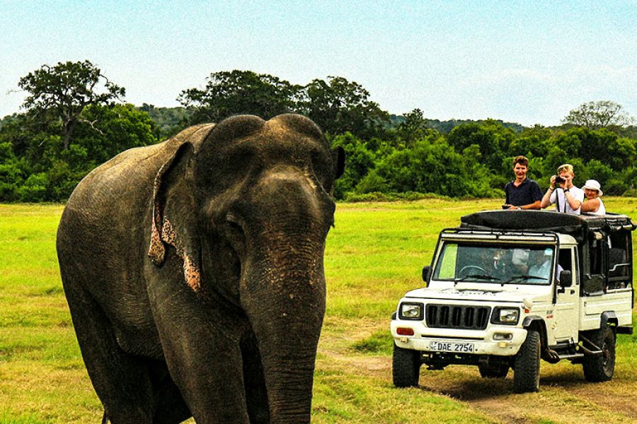 Udawalawe National Park Day Tour (One night)